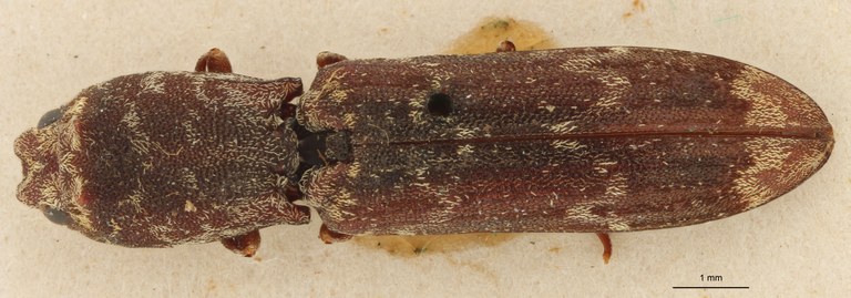 Dilobitarsus cornutus Pt D