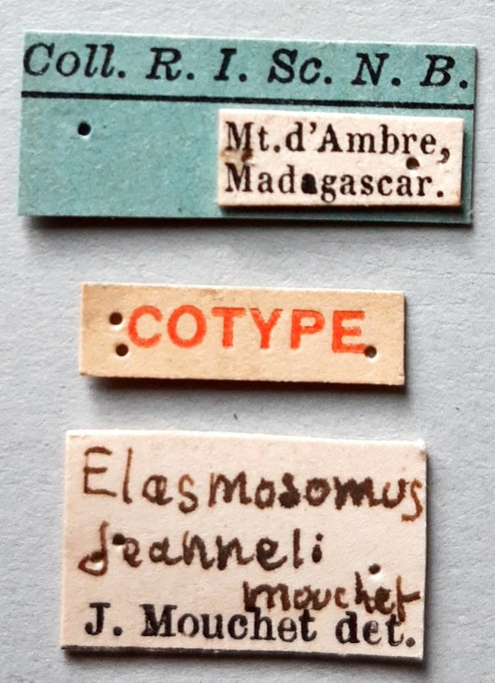 Elasmosomus jeanneli Ct labels