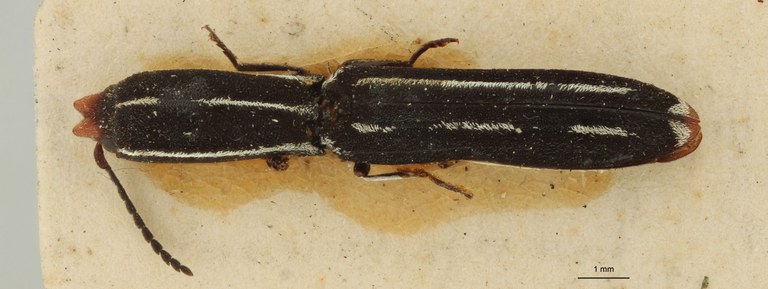 Elasmosomus jeanneli Ct D