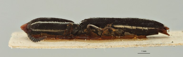 Elasmosomus jeanneli Ct L