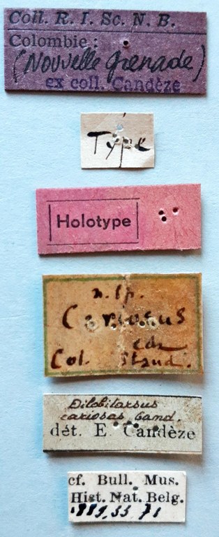 Dilobitarsus cariosus Ht labels