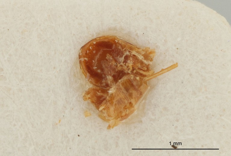 Tilotarsus reductus Lt genitalia