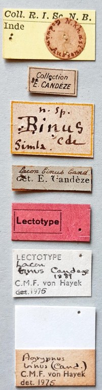 Lacon binus Lt labels