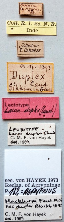 Lacon duplex Lt labels