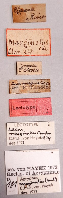 Lacon marginatus Lt labels