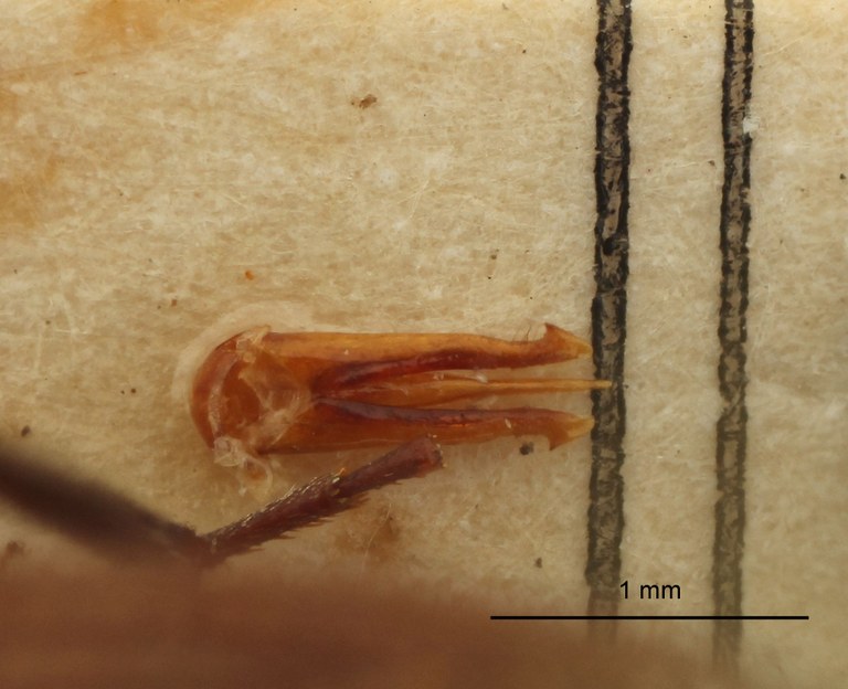 Lacon marginatus Lt genitalia