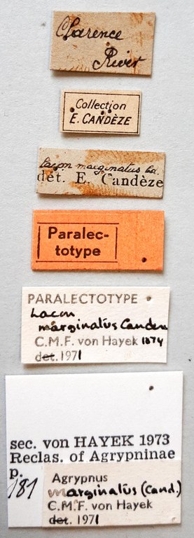 Lacon marginatus Plt labels