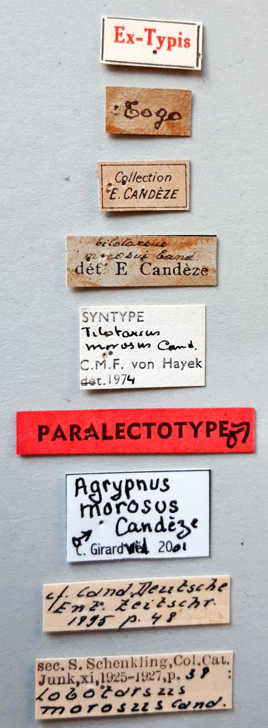 Tilotarsus morosus Plt labels