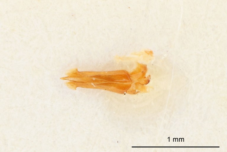 Tilotarsus morosus Plt genitalia
