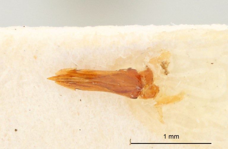 Tilotarsus morosus Lt genitalia