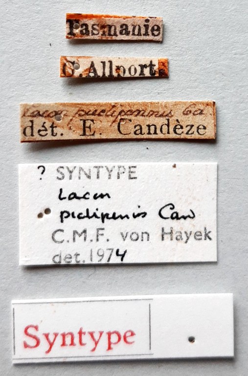 Lacon pictipennis st labels