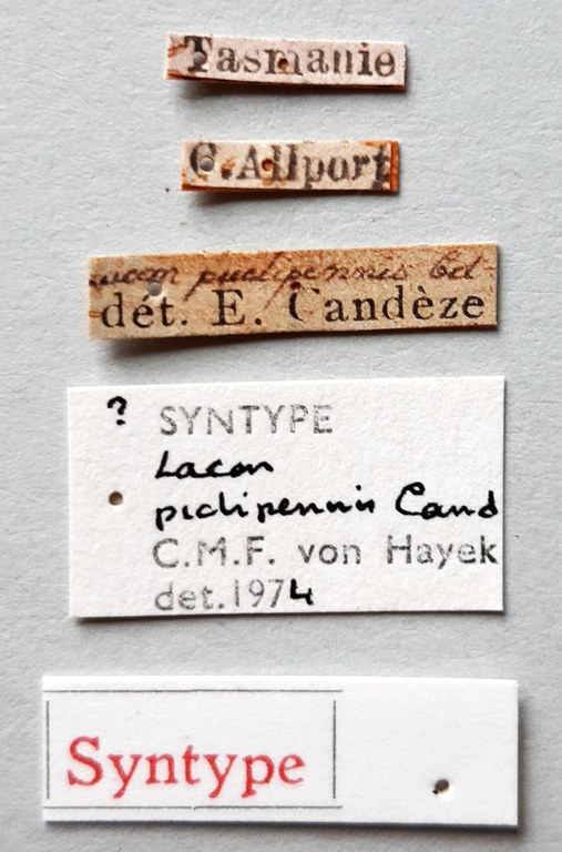 Lacon pictipennis st labels