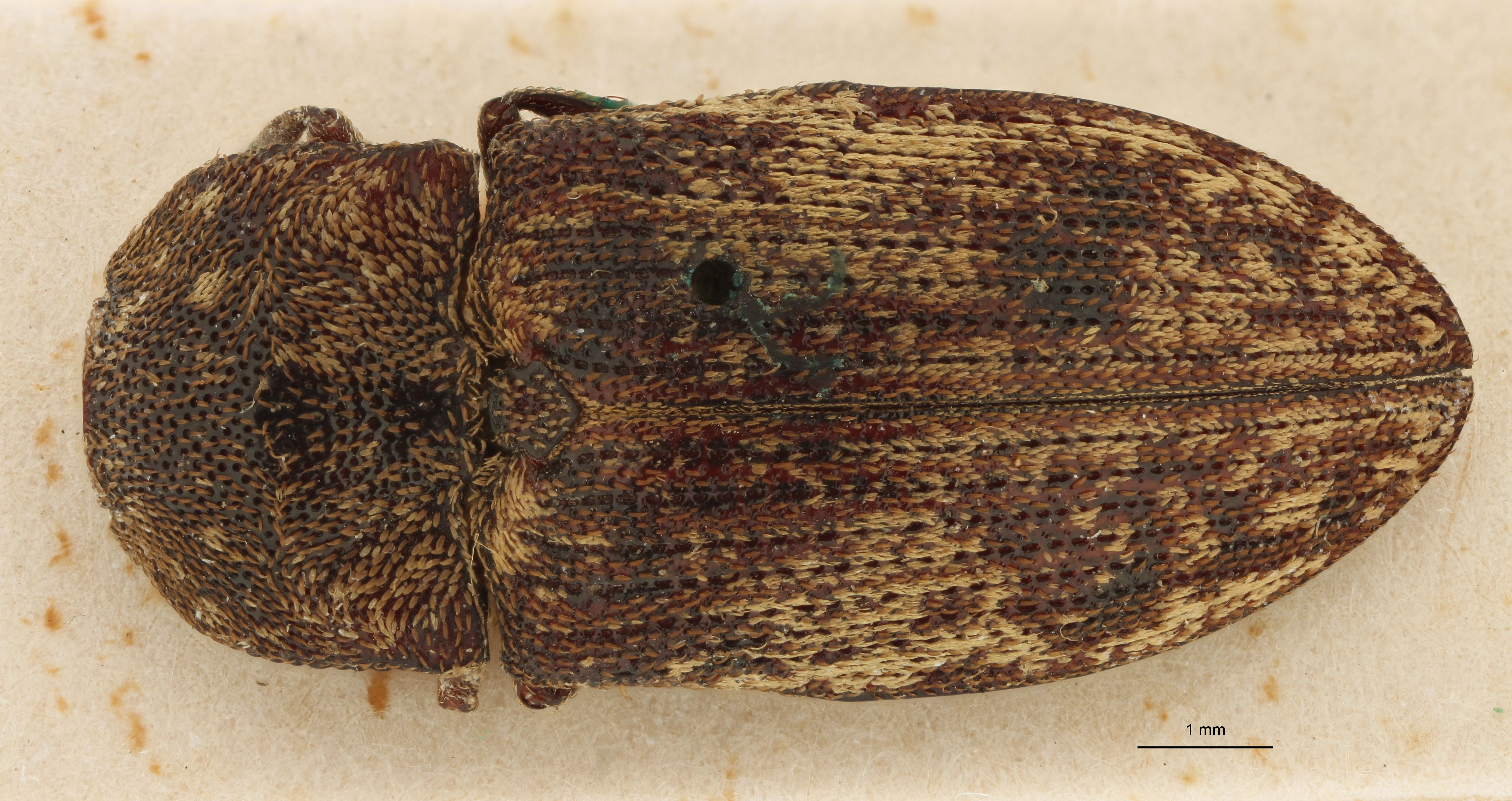 Lacon plagiatus st D