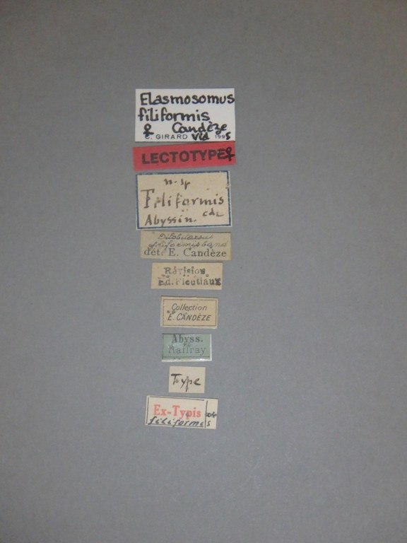 Dilobitarsus filiformis lt Labels.jpg