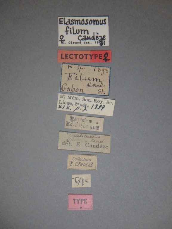 Dilobitarsus filum lt Labels.jpg