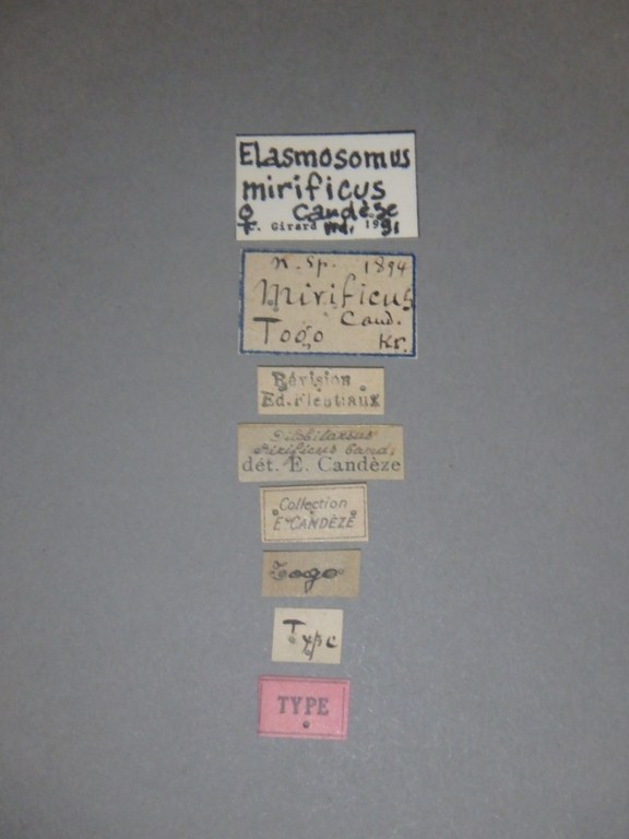 Dilobitarsus mirificus lt Labels.jpg