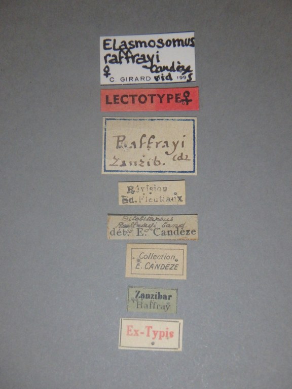 Dilobitarsus raffrayi lt Labels.jpg