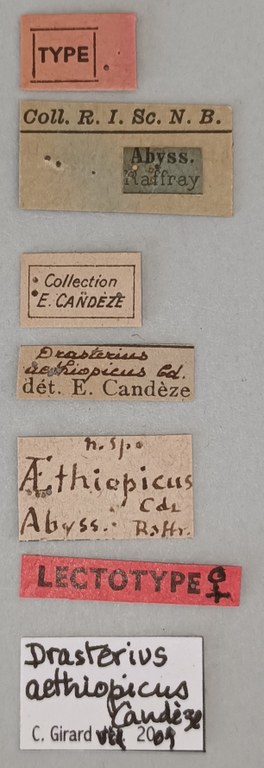 Drasterius aethiopicus F Lt Labels.jpg