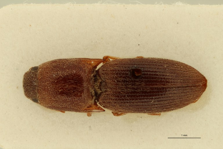 Drasterius brevipennis F Plt D.jpg