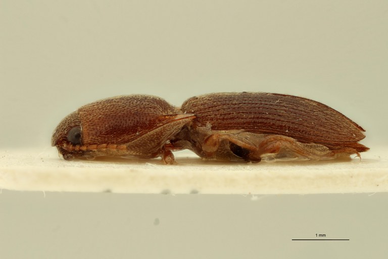 Drasterius brevipennis F Plt L.jpg