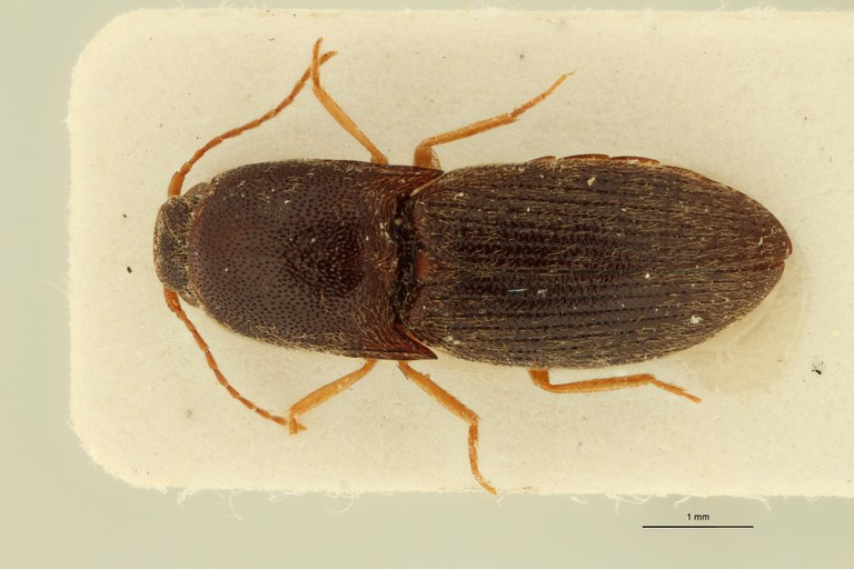 Drasterius brevipennis F Lt D.jpg