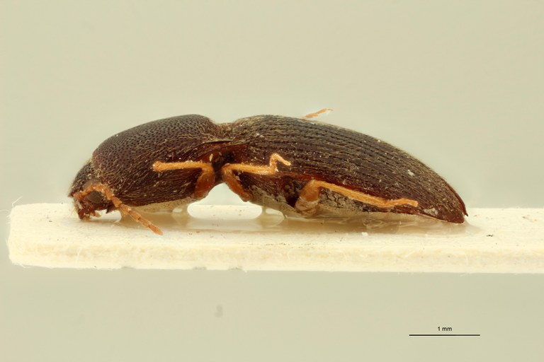 Drasterius brevipennis F Lt L.jpg