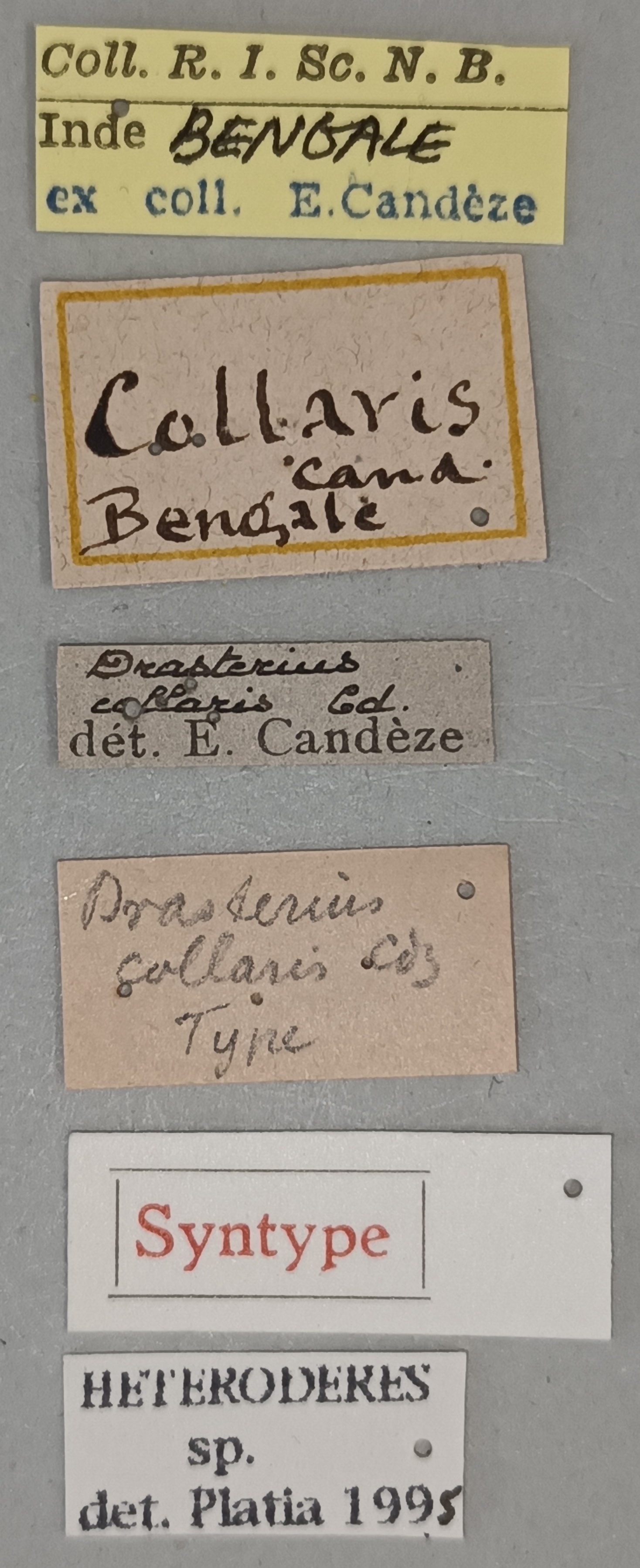 Drasterius collaris St Labels.jpg