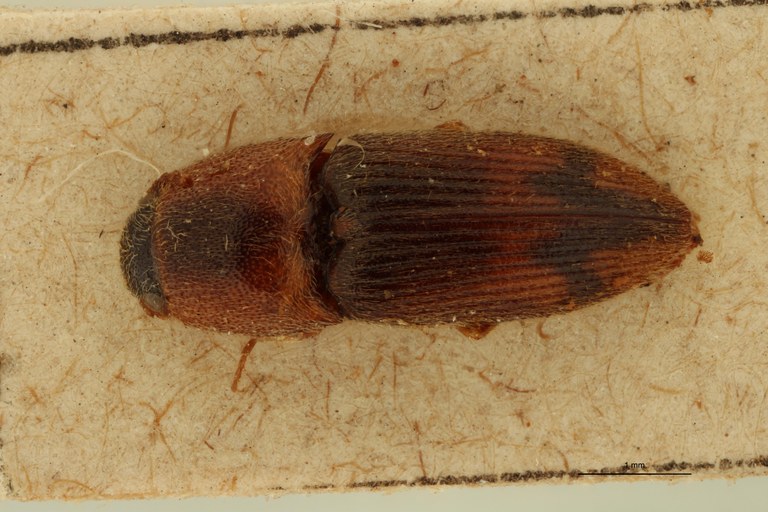 Drasterius confusus Pt D.jpg