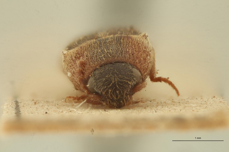 Drasterius confusus Pt F.jpg