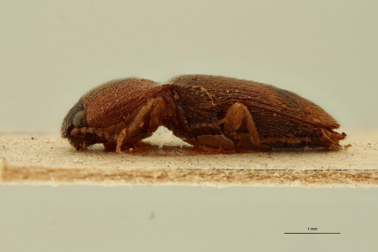 Drasterius confusus Pt L.jpg