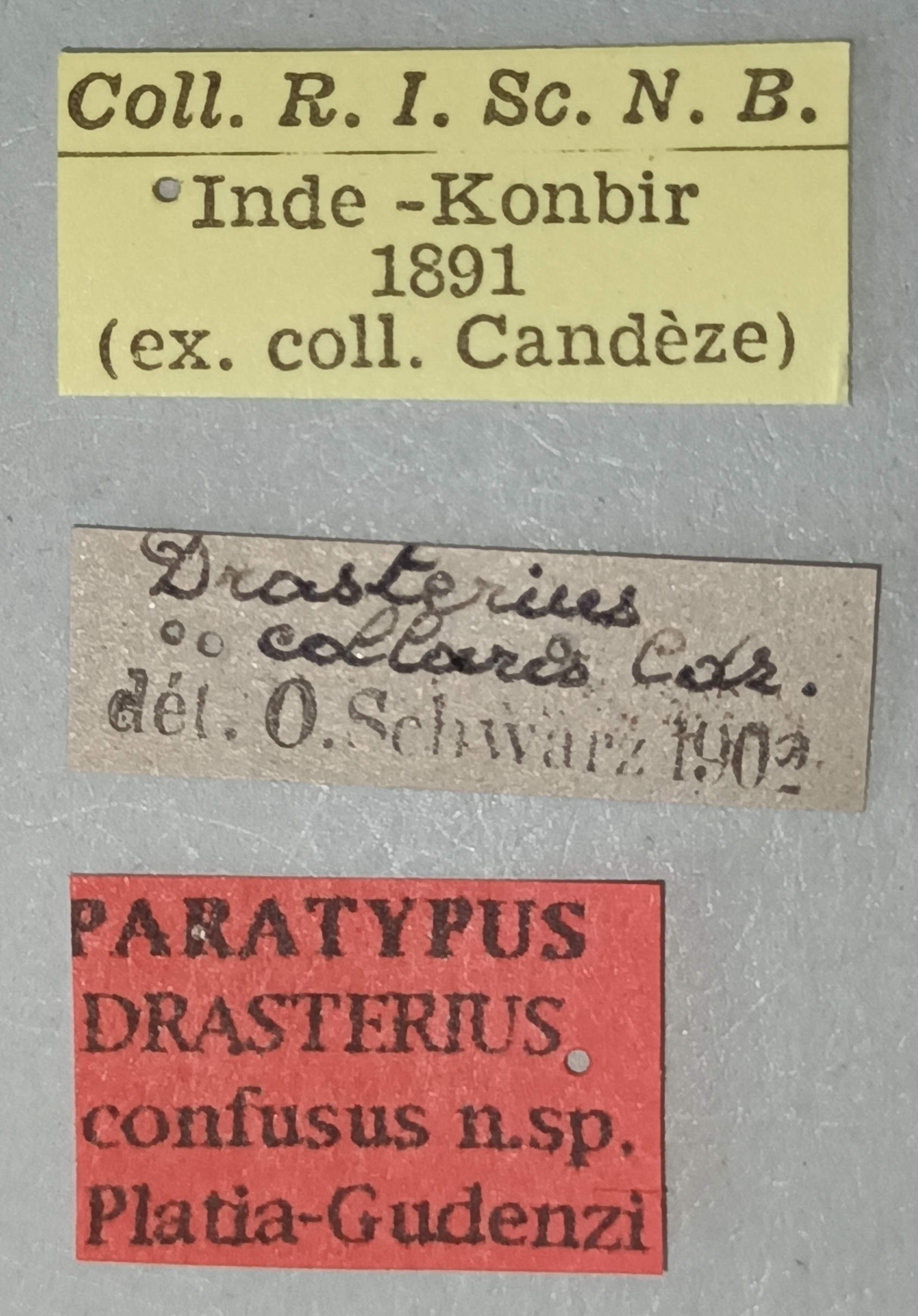 Drasterius confusus Pt Labels.jpg