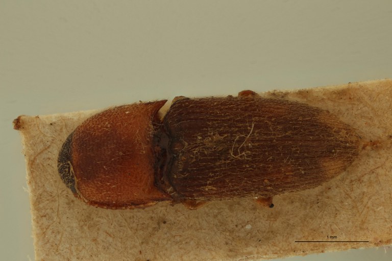 Drasterius fleutiauxi Pt D.jpg