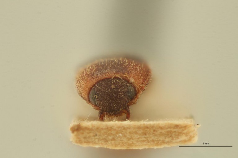 Drasterius fleutiauxi Pt F.jpg