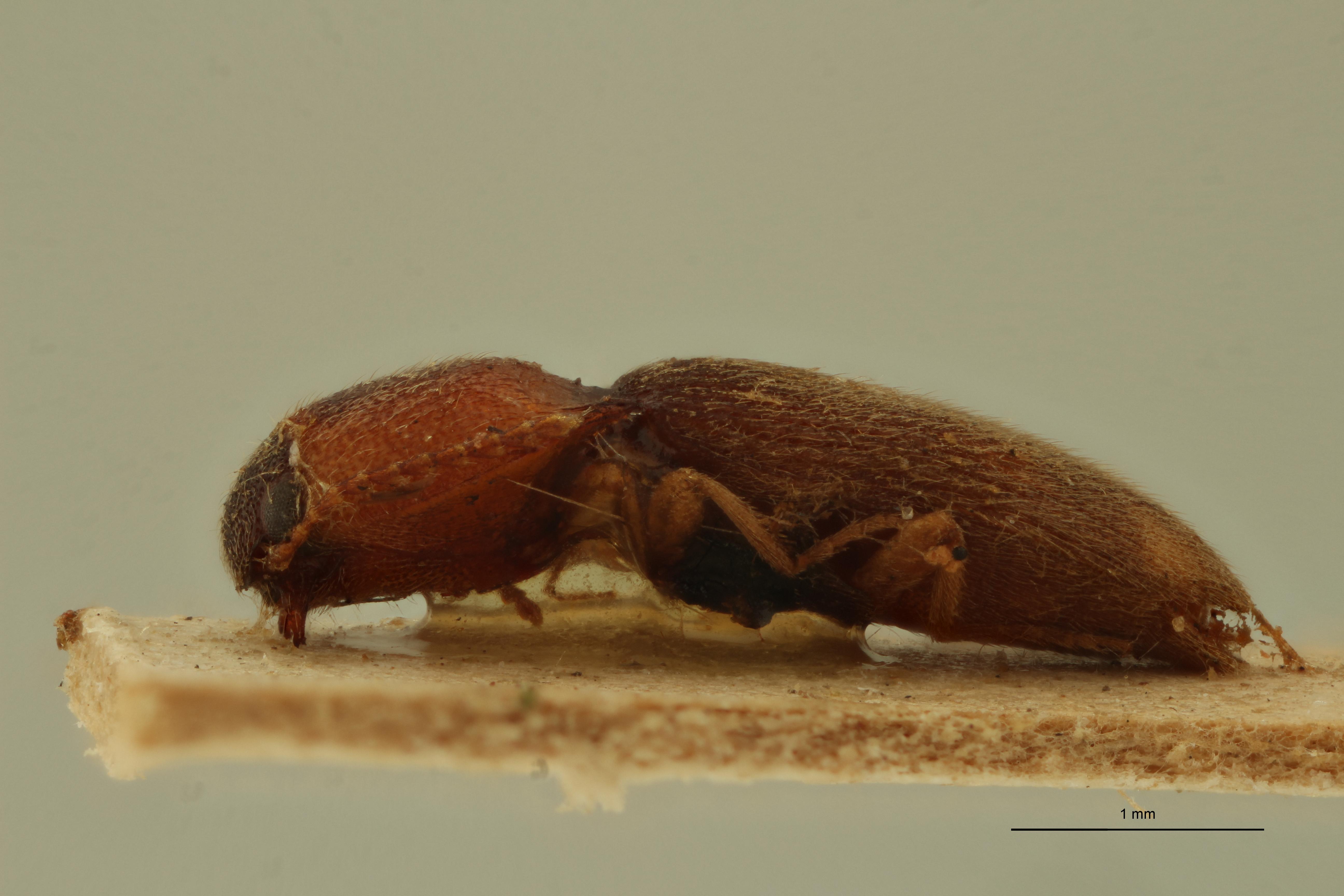 Drasterius fleutiauxi Pt L.jpg