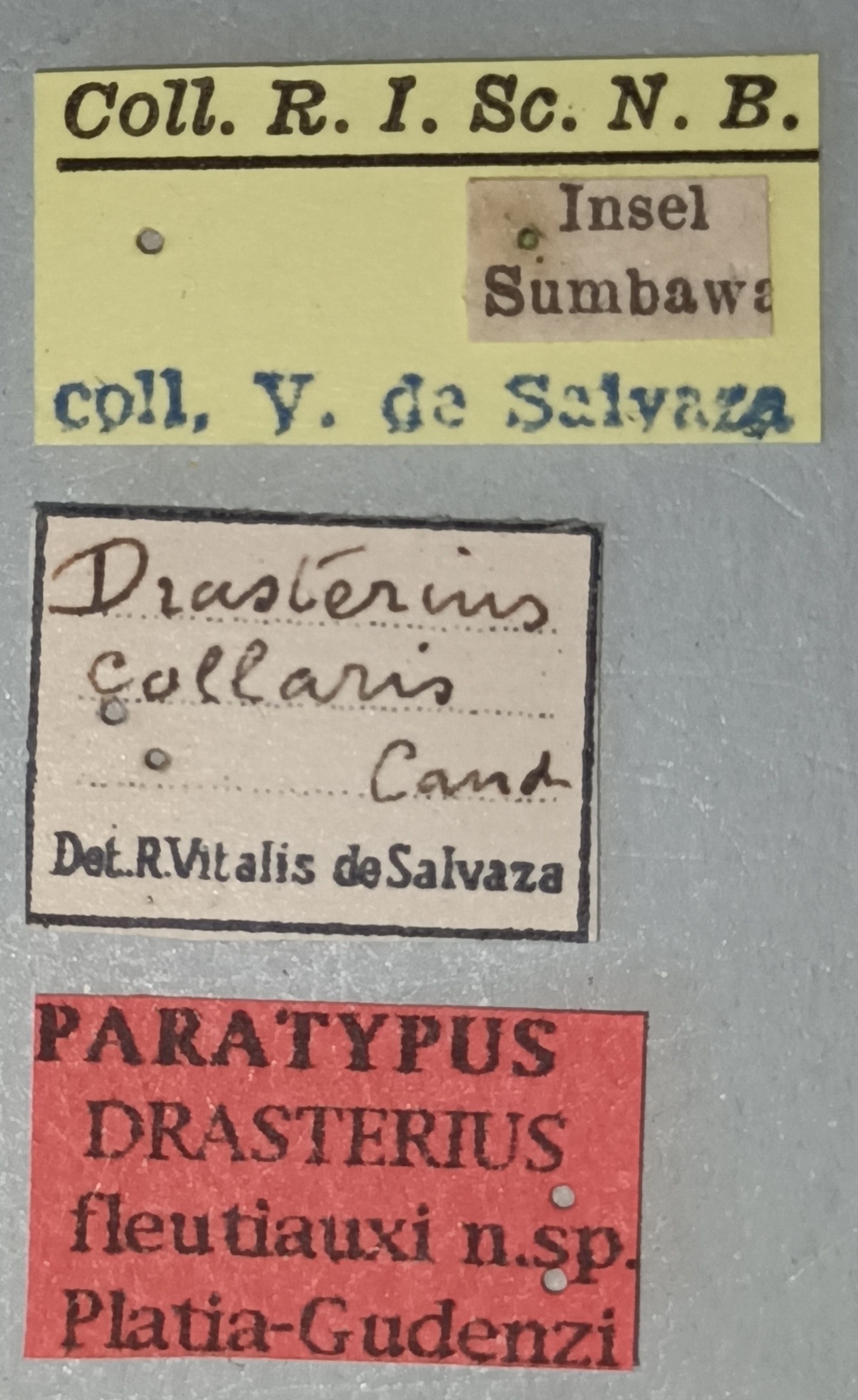 Drasterius fleutiauxi Pt Labels.jpg