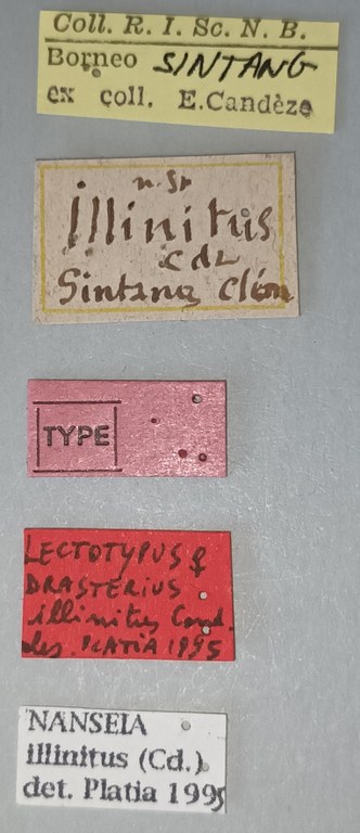 Drasterius illinitus F Lt Labels.jpg