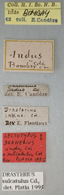 Drasterius indus F Lt Labels.jpg