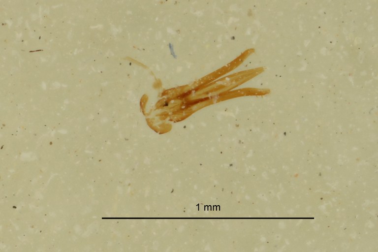 Drasterius insularis M genitalia ZS PMax Scaled.jpeg