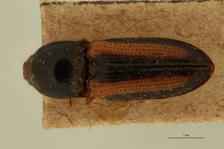 Drasterius vittatus T D.jpg Drasterius vittatus T D.jpg