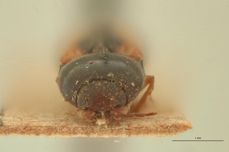 Drasterius vittatus T F.jpg Drasterius vittatus T F.jpg