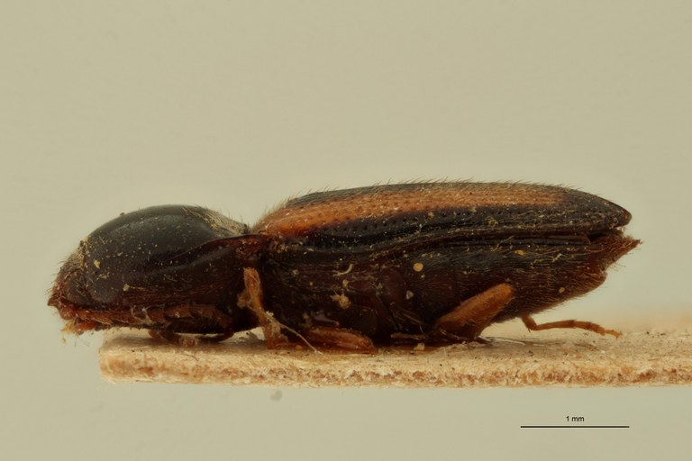 Drasterius vittatus T L.jpg Drasterius vittatus T L.jpg