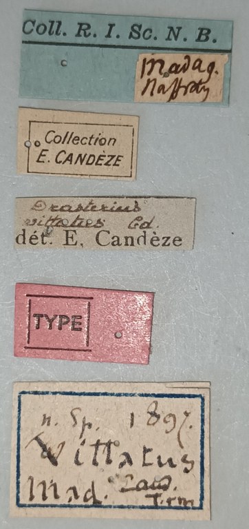 Drasterius vittatus T Labels.jpg Drasterius vittatus T Labels.jpg
