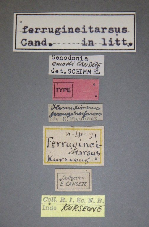 Hemiolimerus ferrugineitarsus T Labels.jpg