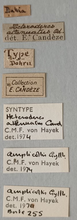 Heteroderes attenuatus St Labels.jpg