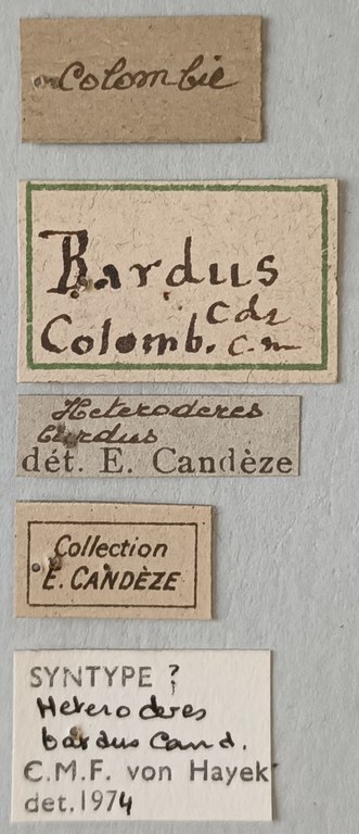 Heteroderes bardus St Labels.jpg