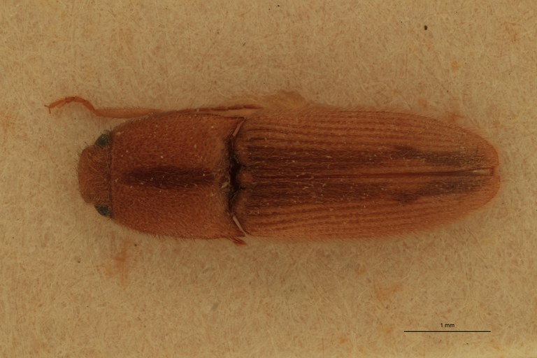 Heteroderes beccarii St D.jpg
