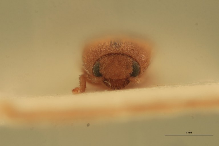 Heteroderes beccarii St F.jpg