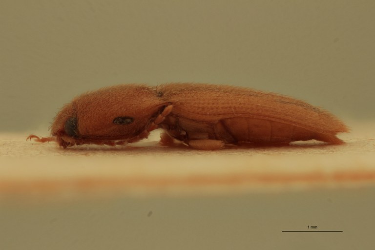 Heteroderes beccarii St L.jpg