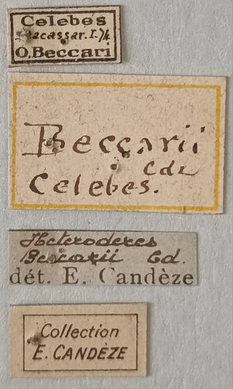 Heteroderes beccarii St Labels.jpg