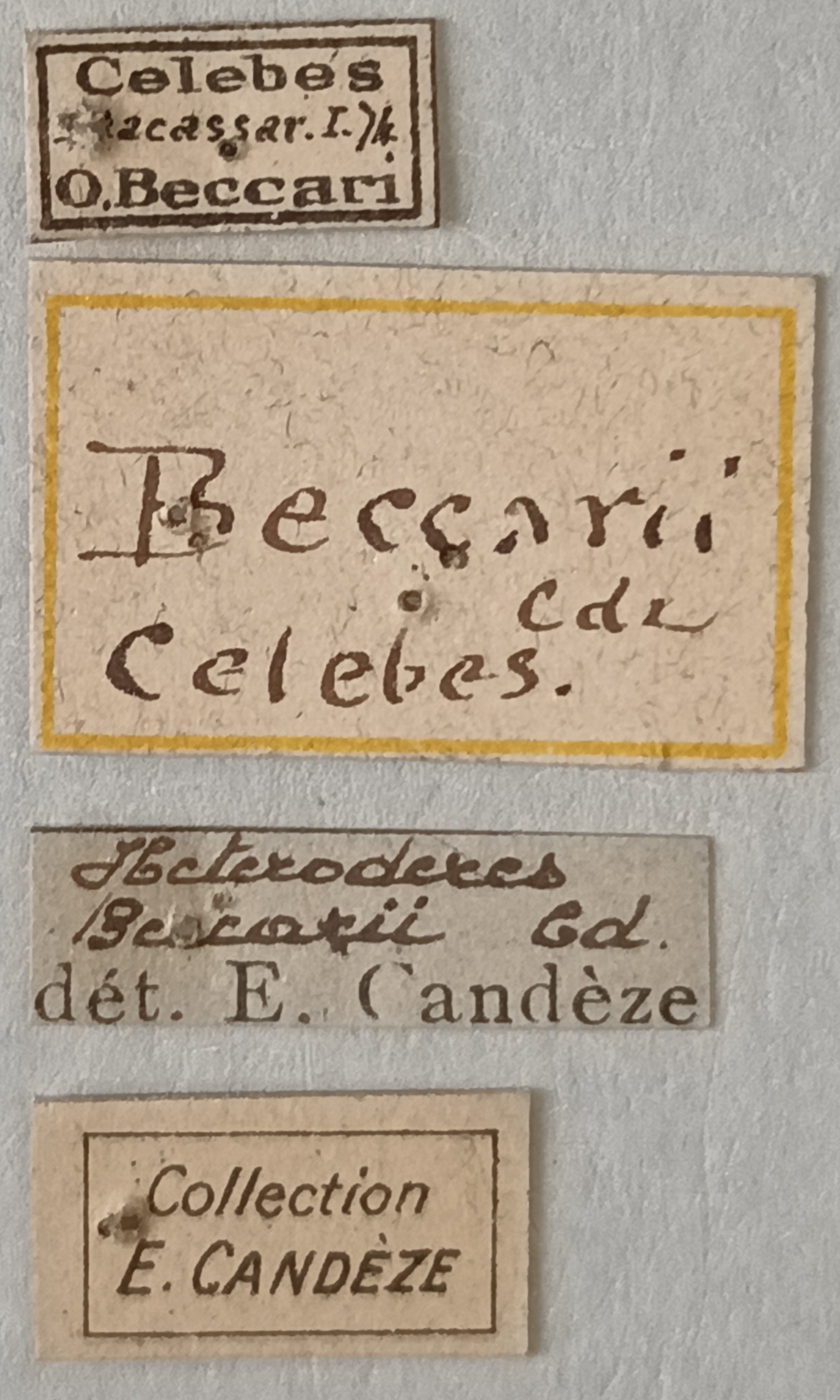 Heteroderes beccarii St Labels.jpg